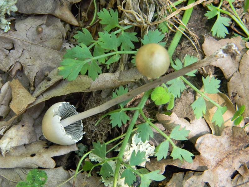 1Gruppo di ritrovamenti del 27.05.2011.sotto Quercia