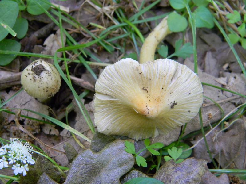 1Gruppo di ritrovamenti del 27.05.2011.sotto Quercia
