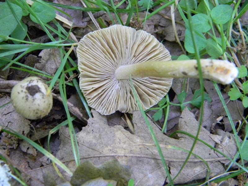 1Gruppo di ritrovamenti del 27.05.2011.sotto Quercia