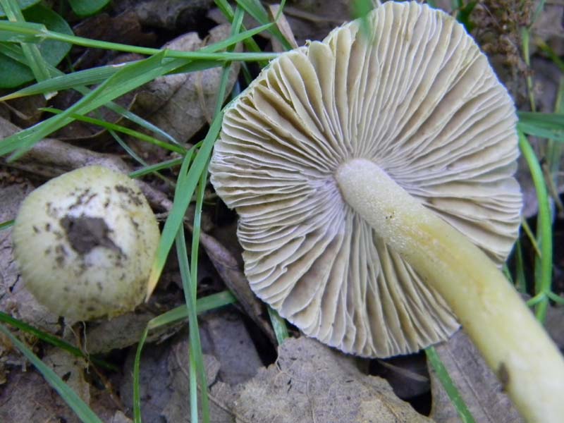 1Gruppo di ritrovamenti del 27.05.2011.sotto Quercia