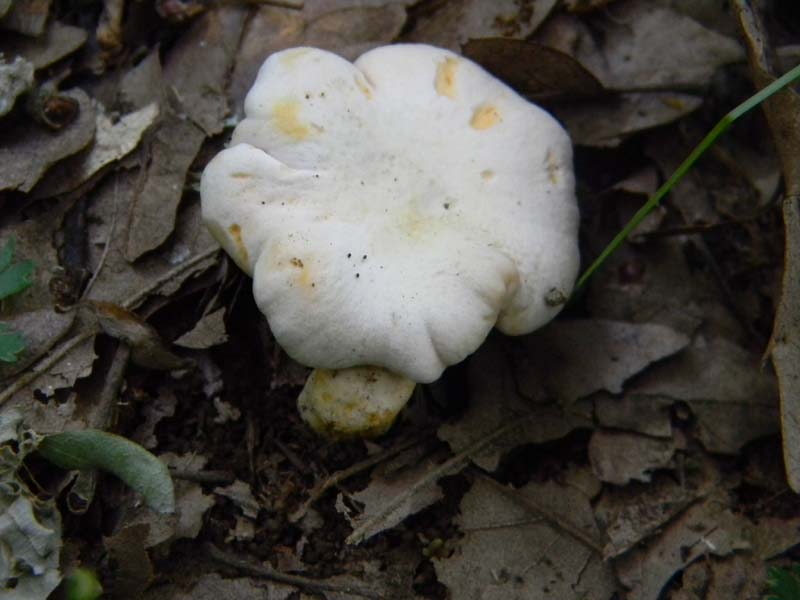 1Gruppo di ritrovamenti del 27.05.2011.sotto Quercia