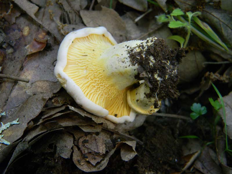 1Gruppo di ritrovamenti del 27.05.2011.sotto Quercia