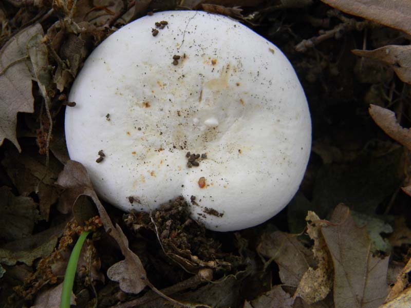 1Gruppo di ritrovamenti del 27.05.2011.sotto Quercia