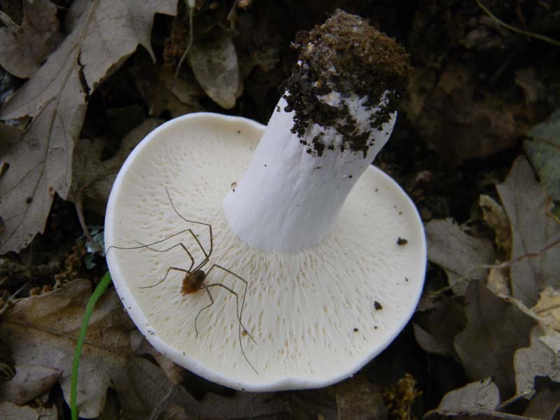 1Gruppo di ritrovamenti del 27.05.2011.sotto Quercia