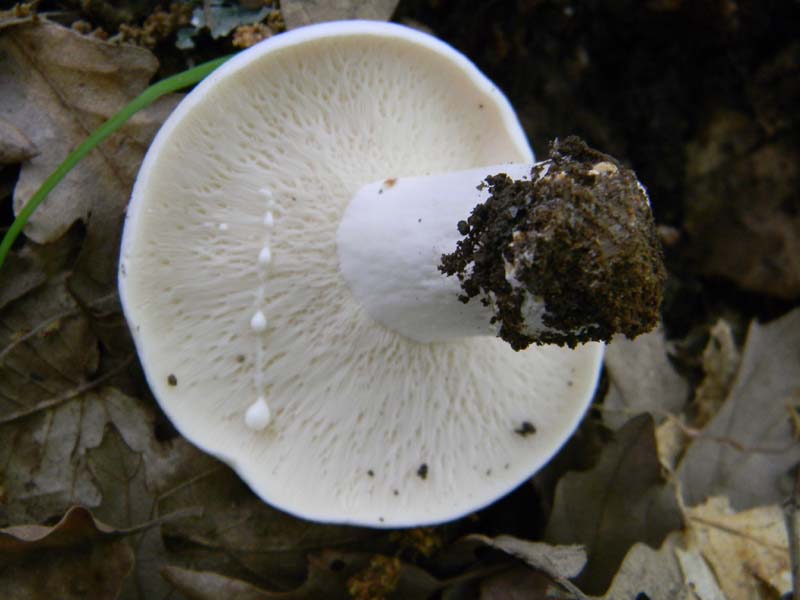 1Gruppo di ritrovamenti del 27.05.2011.sotto Quercia