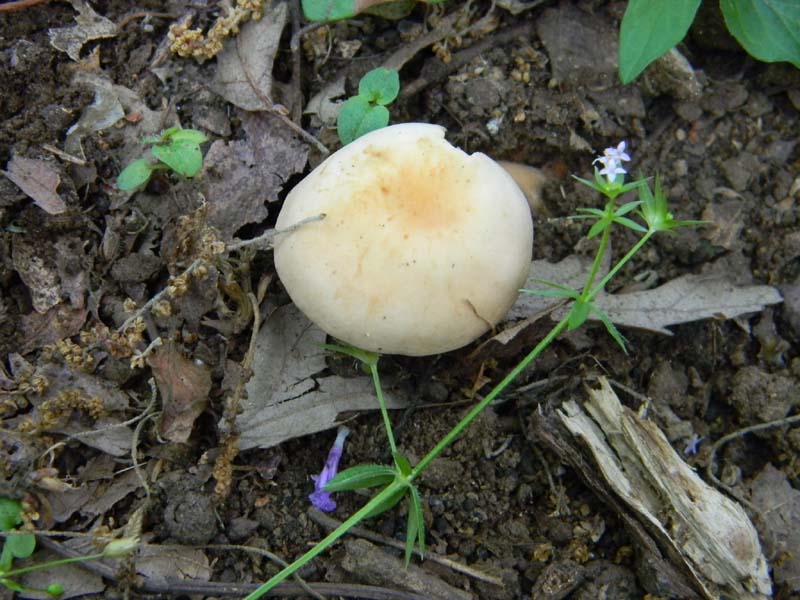 1Gruppo di ritrovamenti del 27.05.2011.sotto Quercia