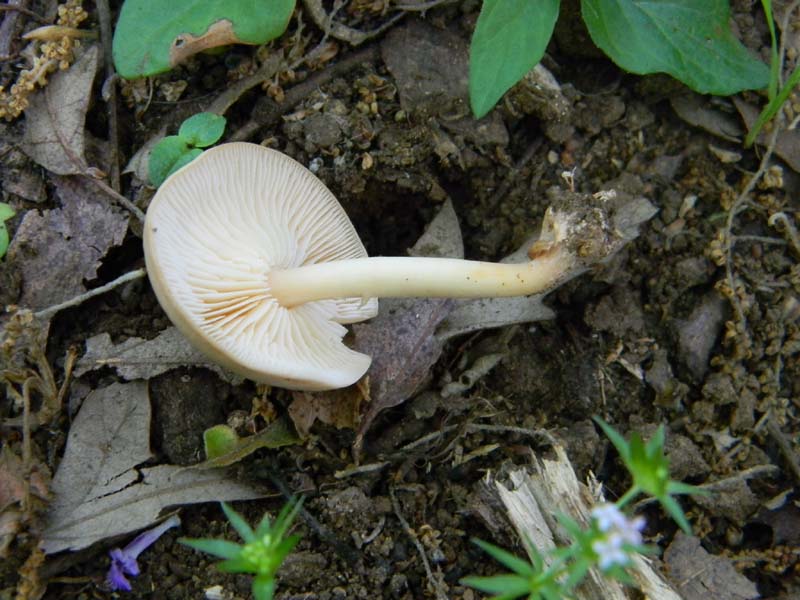 1Gruppo di ritrovamenti del 27.05.2011.sotto Quercia