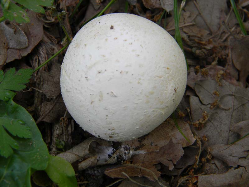 1Gruppo di ritrovamenti del 27.05.2011.sotto Quercia