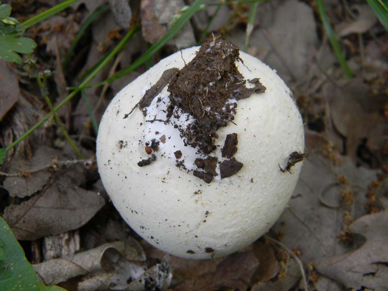 1Gruppo di ritrovamenti del 27.05.2011.sotto Quercia