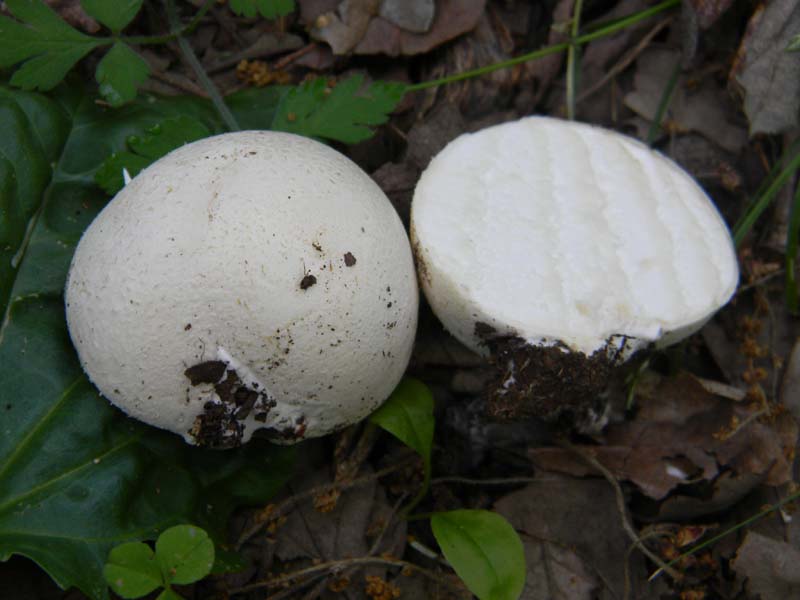 1Gruppo di ritrovamenti del 27.05.2011.sotto Quercia
