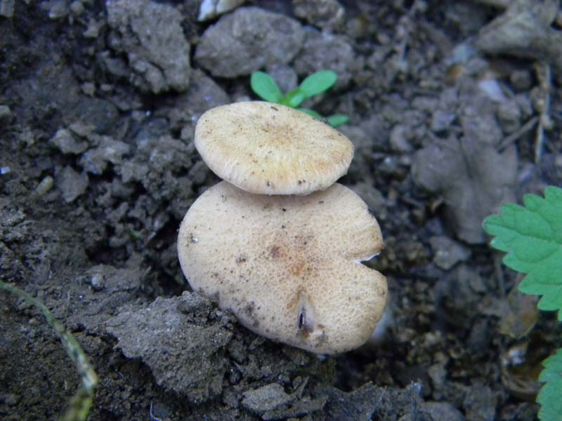 2Gruppo fot. il 27.05.2011.sotto Quercia