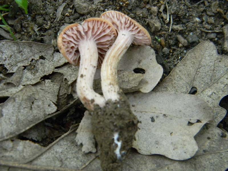 2Gruppo fot. il 27.05.2011.sotto Quercia