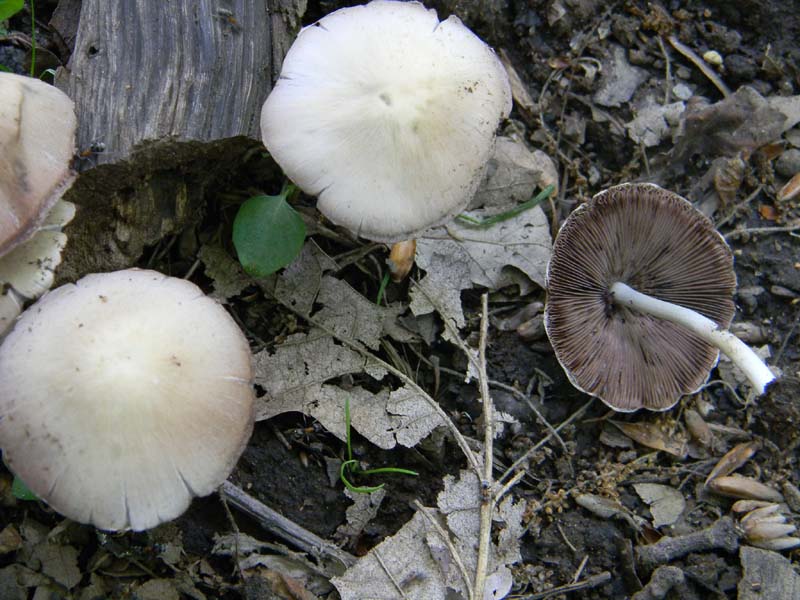 2Gruppo fot. il 27.05.2011.sotto Quercia