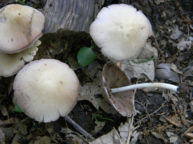 2Gruppo fot. il 27.05.2011.sotto Quercia