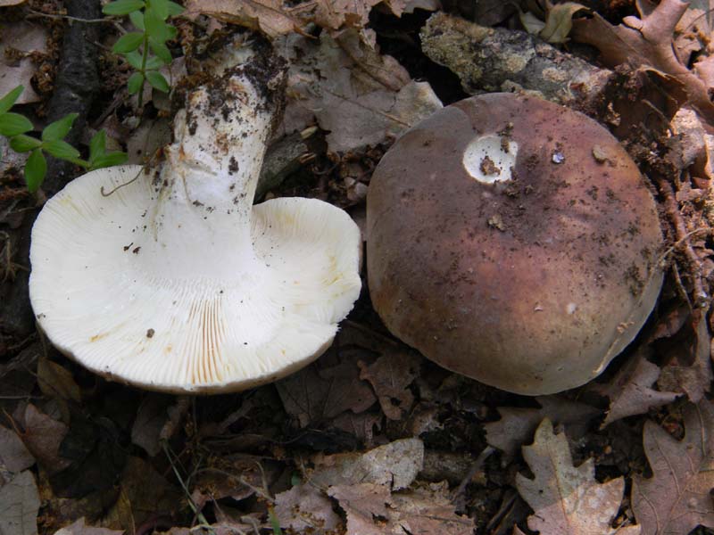 3gruppo di ritr.del 27.05.2011.sotto Quercia