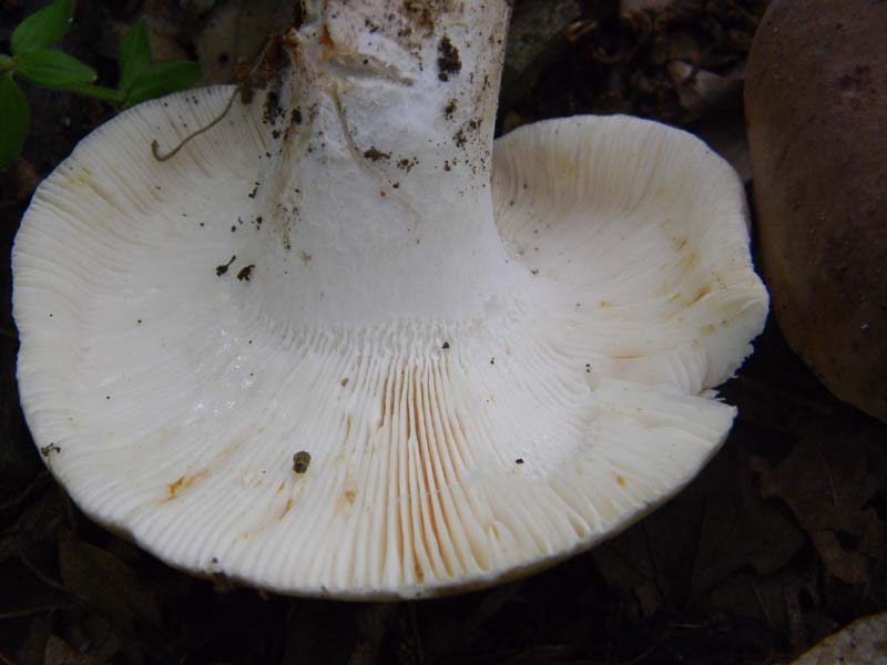 3gruppo di ritr.del 27.05.2011.sotto Quercia