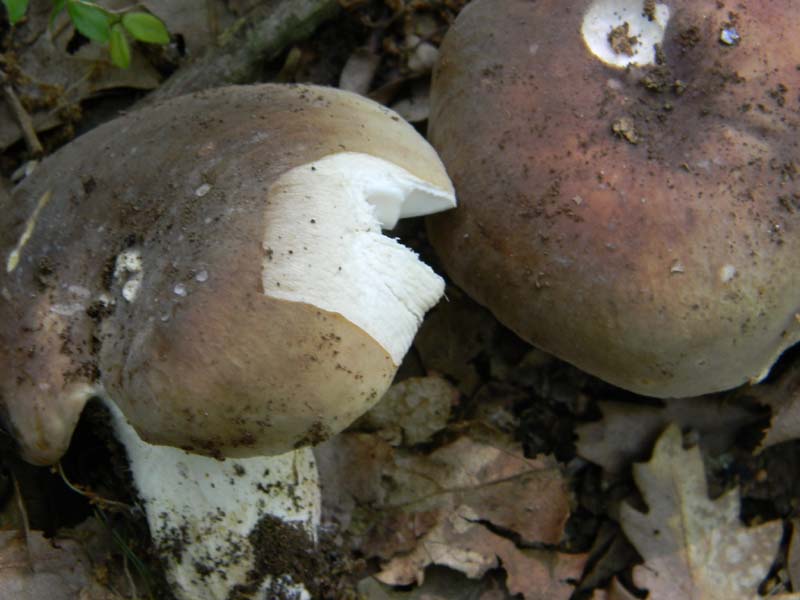 3gruppo di ritr.del 27.05.2011.sotto Quercia