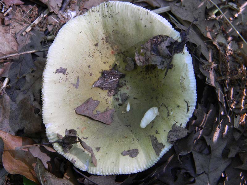 2Gruppo fot. il 27.05.2011.sotto Quercia