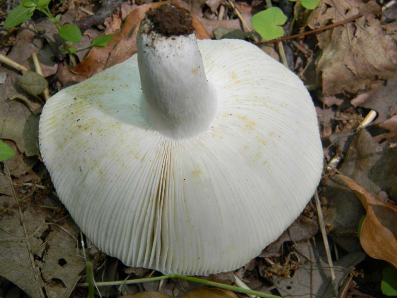 2Gruppo fot. il 27.05.2011.sotto Quercia