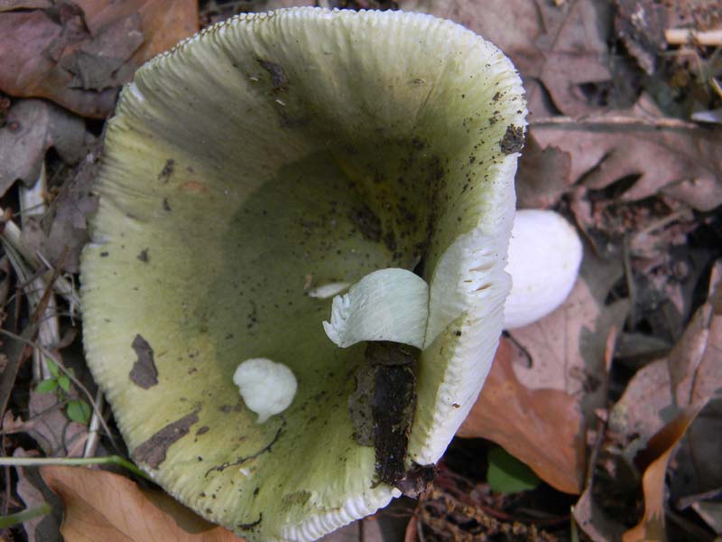 2Gruppo fot. il 27.05.2011.sotto Quercia