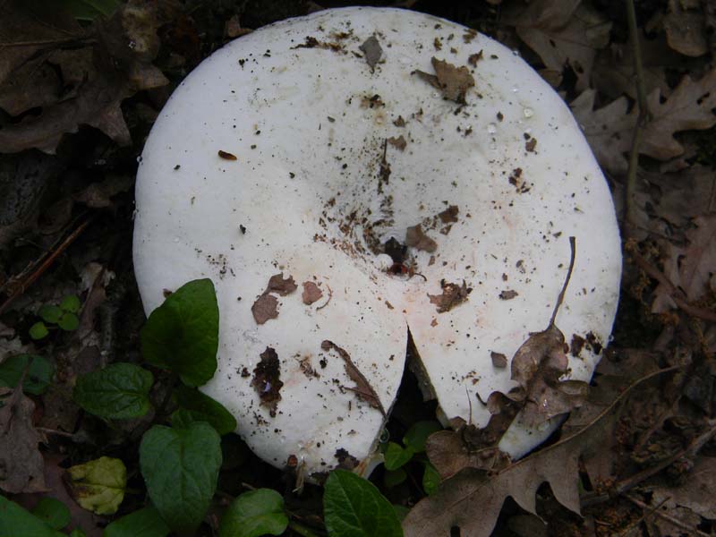 2Gruppo fot. il 27.05.2011.sotto Quercia