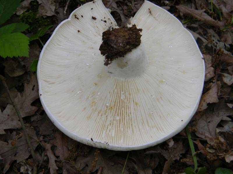 2Gruppo fot. il 27.05.2011.sotto Quercia