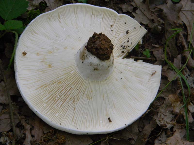 2Gruppo fot. il 27.05.2011.sotto Quercia