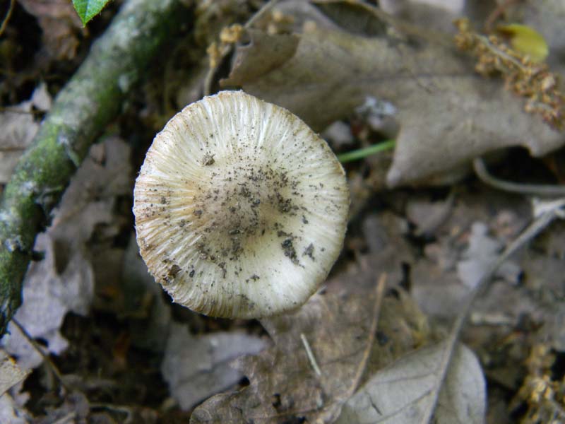 2Gruppo fot. il 27.05.2011.sotto Quercia