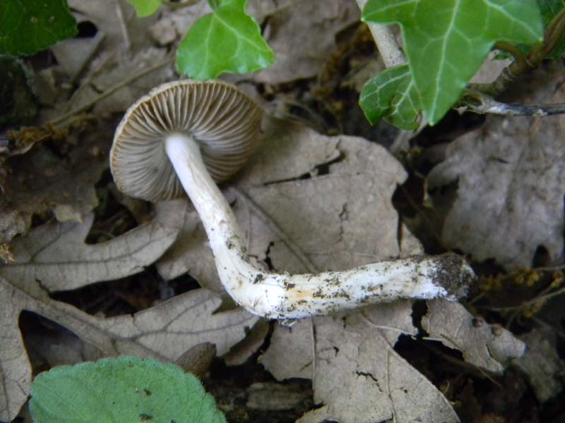 2Gruppo fot. il 27.05.2011.sotto Quercia