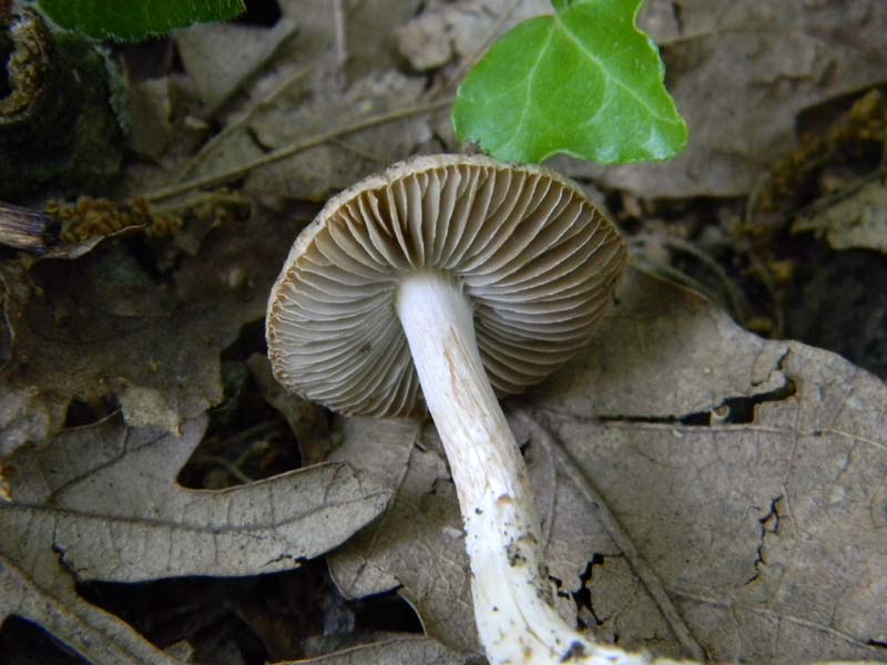 2Gruppo fot. il 27.05.2011.sotto Quercia