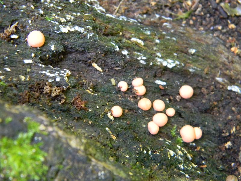 2Gruppo fot. il 27.05.2011.sotto Quercia