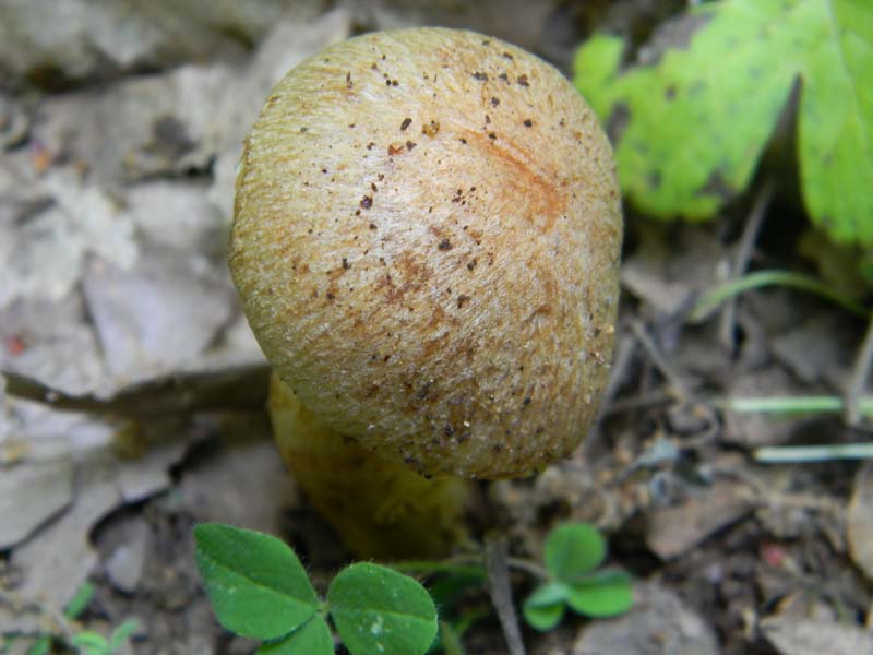 2Gruppo fot. il 27.05.2011.sotto Quercia