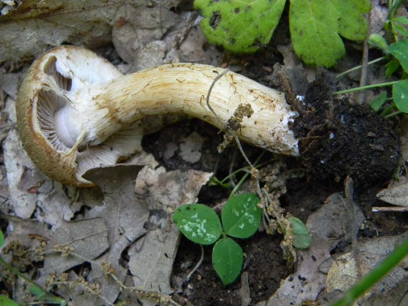 2Gruppo fot. il 27.05.2011.sotto Quercia