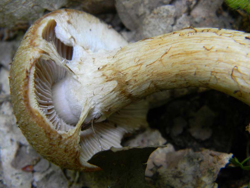 2Gruppo fot. il 27.05.2011.sotto Quercia