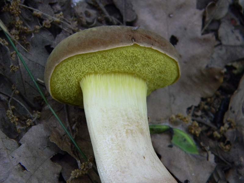 3gruppo di ritr.del 27.05.2011.sotto Quercia