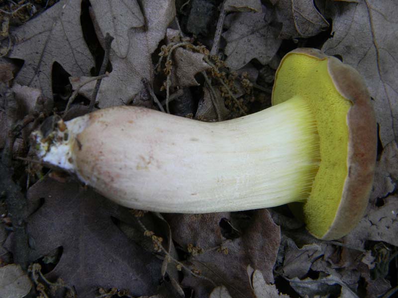 3gruppo di ritr.del 27.05.2011.sotto Quercia