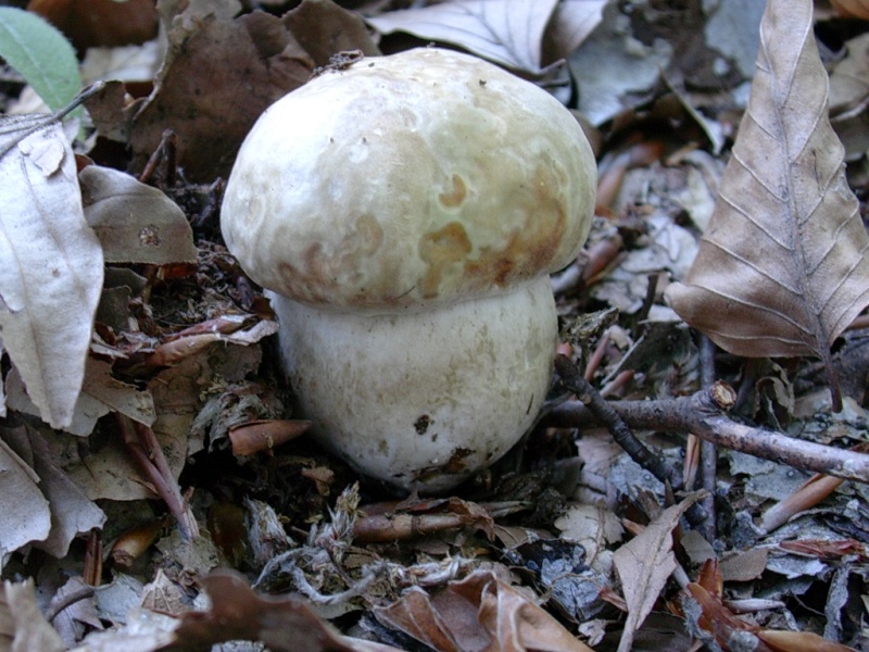 Vecchi ritrovamenti di OTTOBRE sotto Faggio