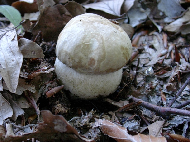 Vecchi ritrovamenti di OTTOBRE sotto Faggio