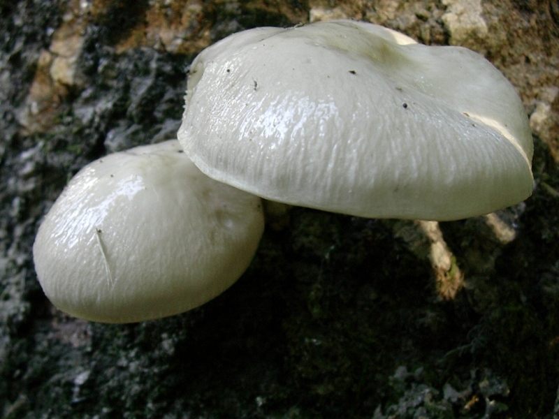 Vecchi ritrovamenti di OTTOBRE sotto Faggio