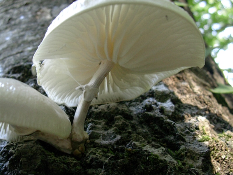 Vecchi ritrovamenti di OTTOBRE sotto Faggio