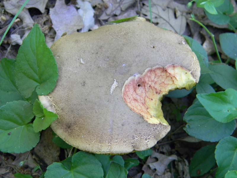 Speriamo che piova ritrov.del 31.05.2011.bosco di Quercia