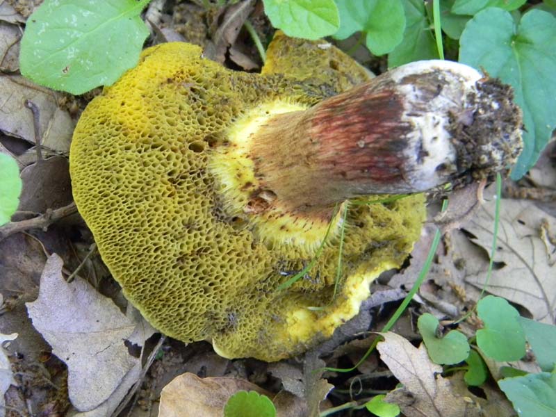 Speriamo che piova ritrov.del 31.05.2011.bosco di Quercia