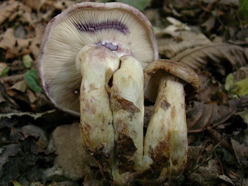 Vecchi ritrovamenti OTTOBRE sotto Faggio