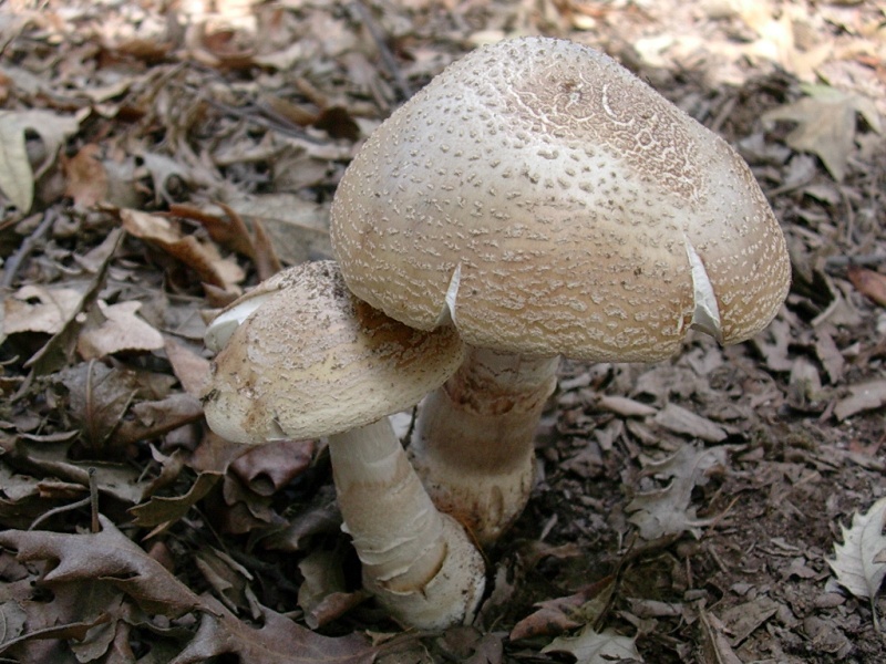 Vecchi ritrovamenti di OTTOBRE sotto Faggio