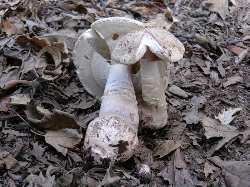 Vecchi ritrovamenti di OTTOBRE sotto Faggio