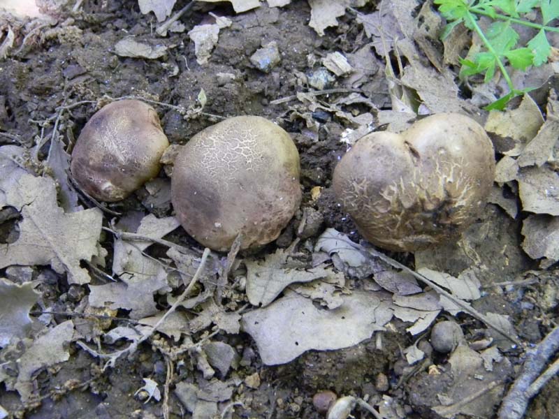 Speriamo che piova ritrov.del 31.05.2011.bosco di Quercia