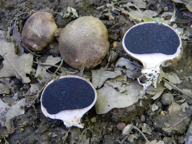 Speriamo che piova ritrov.del 31.05.2011.bosco di Quercia