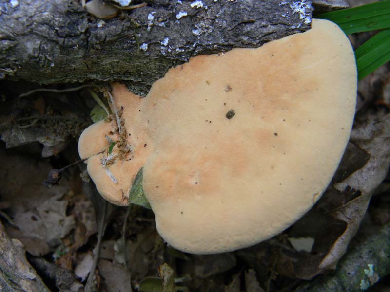 Altri ritrov.del 31.05.2011.bosco di Quercia