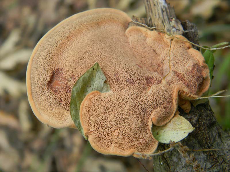 Altri ritrov.del 31.05.2011.bosco di Quercia