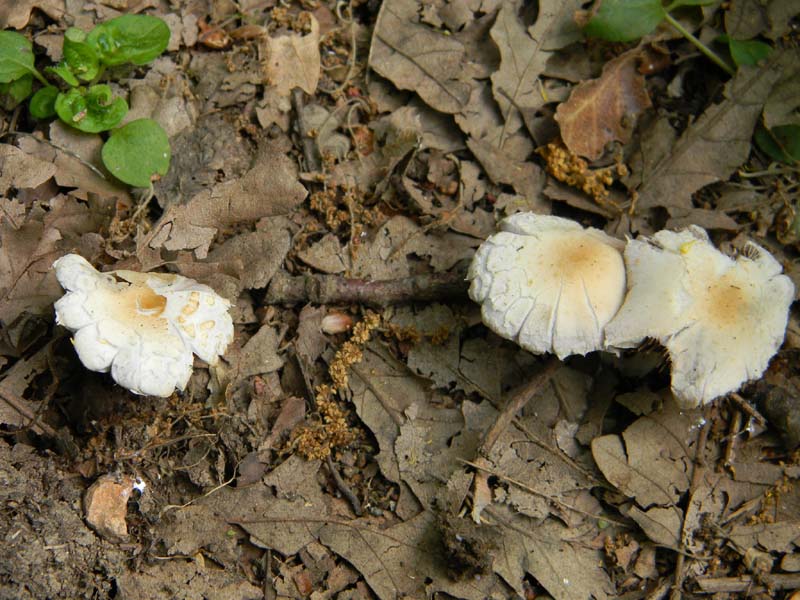 Speriamo che piova ritrov.del 31.05.2011.bosco di Quercia